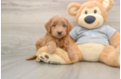 Playful Mini Groodle Poodle Mix Puppy