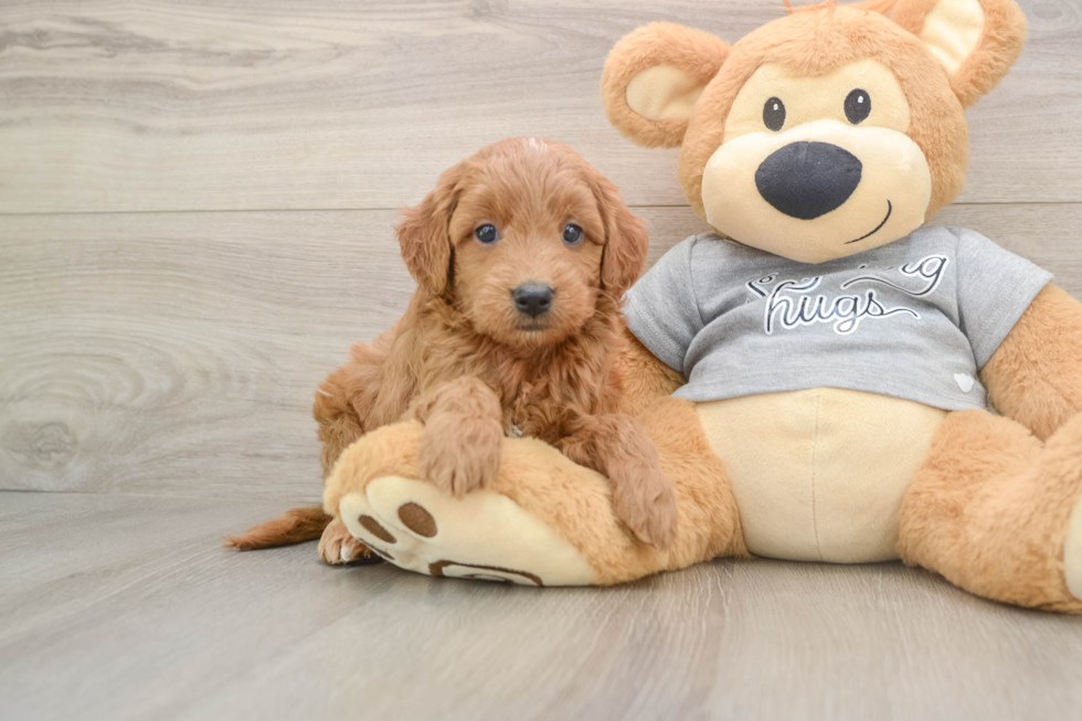 Playful Mini Groodle Poodle Mix Puppy