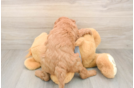 Best Mini Goldendoodle Baby