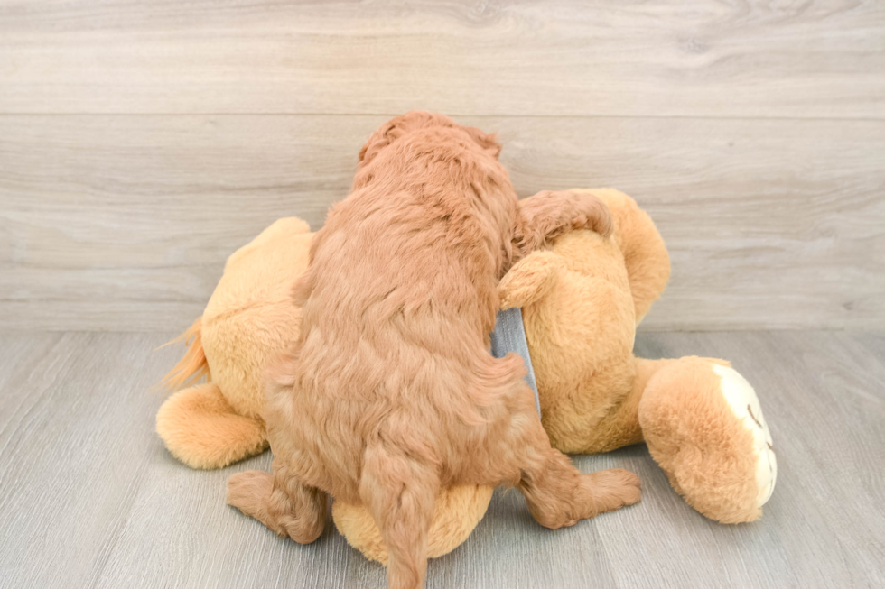 Best Mini Goldendoodle Baby