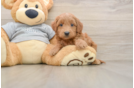 Hypoallergenic Mini Goldiepoo Poodle Mix Puppy