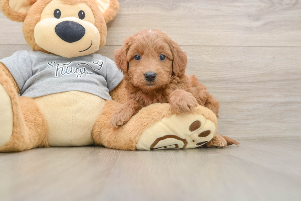 Hypoallergenic Mini Goldiepoo Poodle Mix Puppy