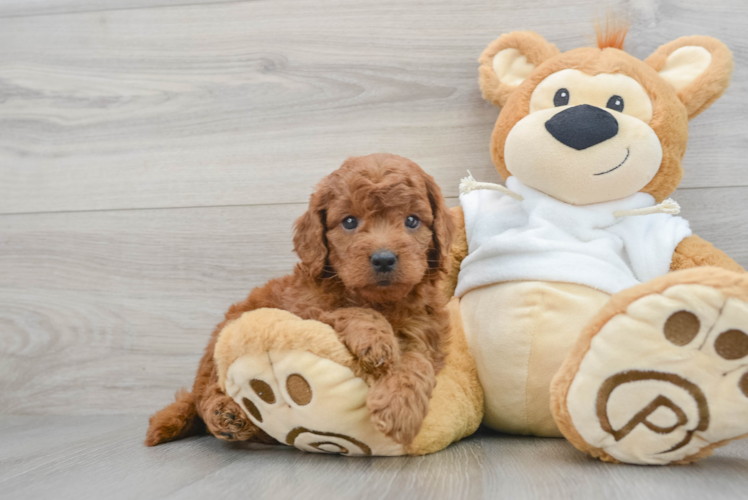 Best Mini Goldendoodle Baby