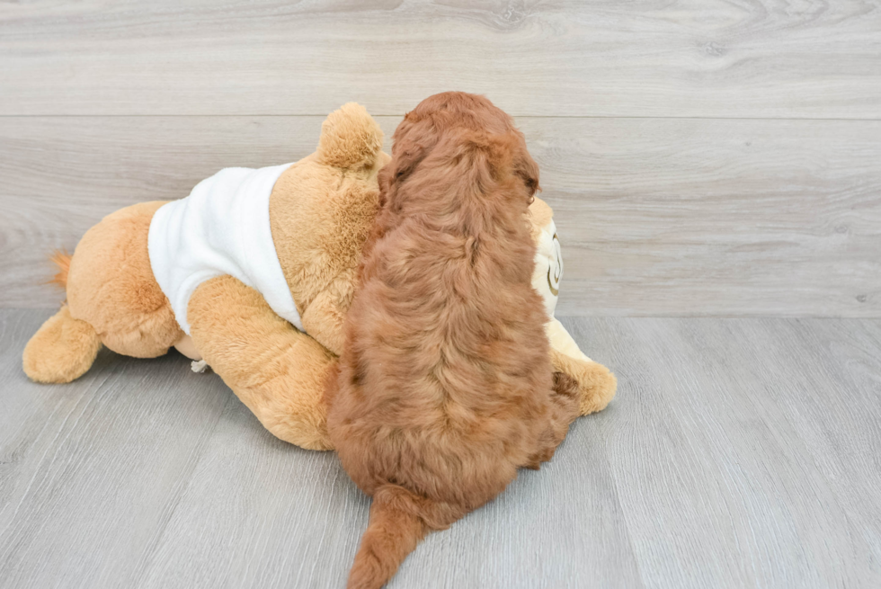Mini Goldendoodle Puppy for Adoption