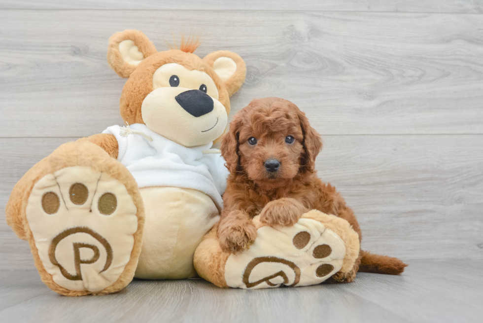 Mini Goldendoodle Pup Being Cute