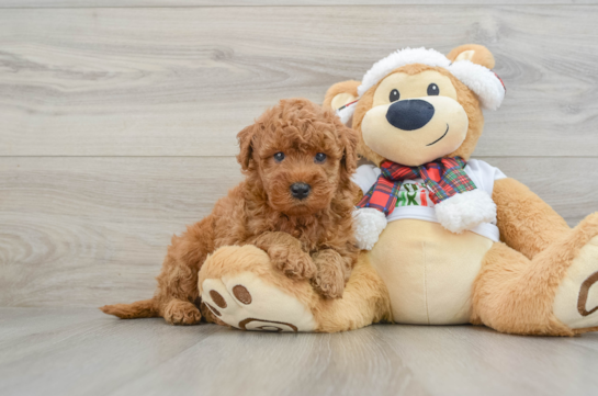 Fluffy Mini Goldendoodle Poodle Mix Pup