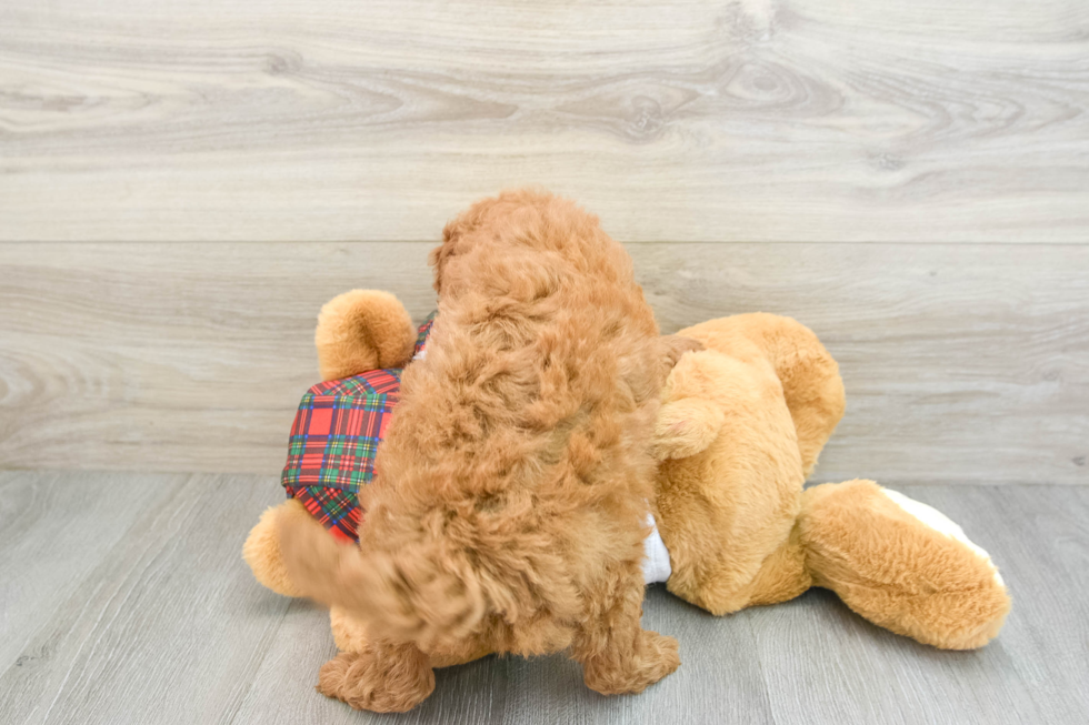 Mini Goldendoodle Pup Being Cute