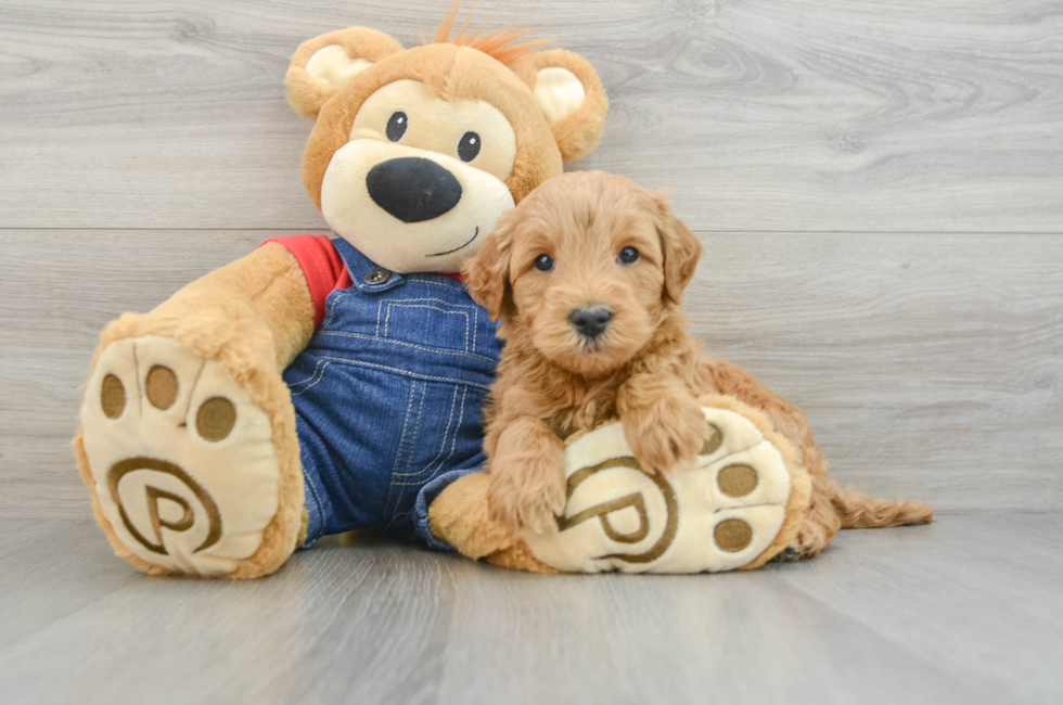 5 week old Mini Goldendoodle Puppy For Sale - Florida Fur Babies