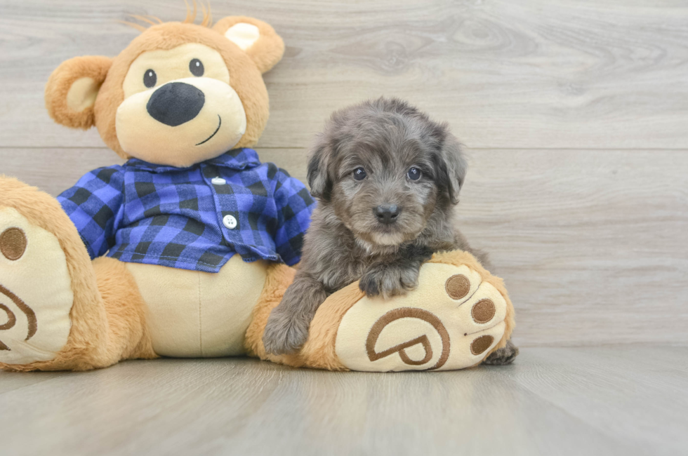 5 week old Mini Goldendoodle Puppy For Sale - Florida Fur Babies