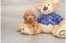 Sweet Mini Goldendoodle Baby