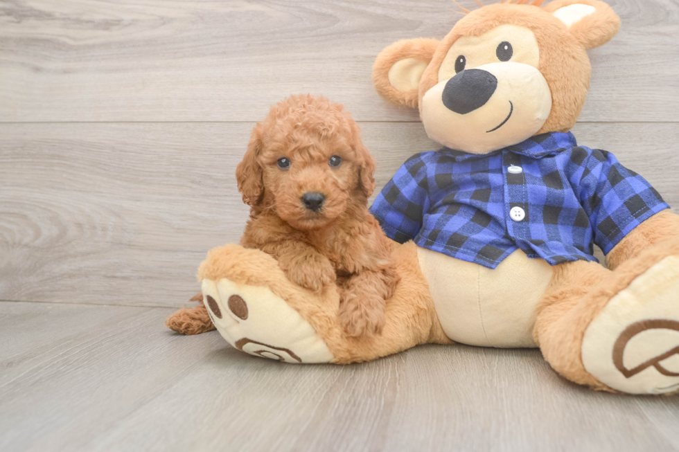 Sweet Mini Goldendoodle Baby