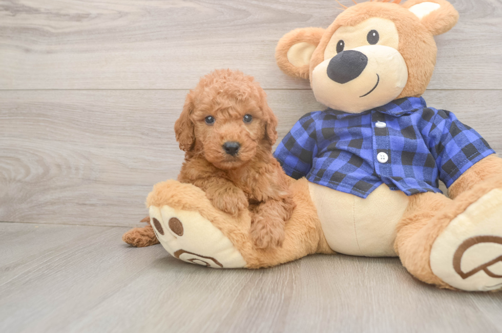 5 week old Mini Goldendoodle Puppy For Sale - Florida Fur Babies
