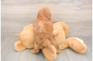 Funny Mini Goldendoodle Poodle Mix Pup