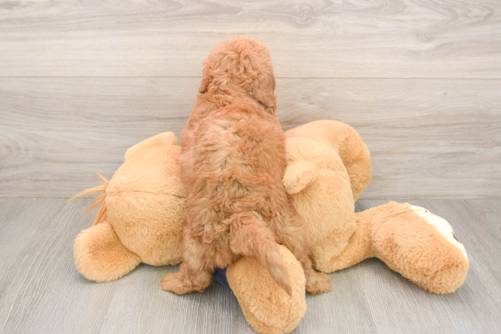Funny Mini Goldendoodle Poodle Mix Pup