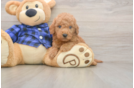 Little Mini Goldenpoo Poodle Mix Puppy