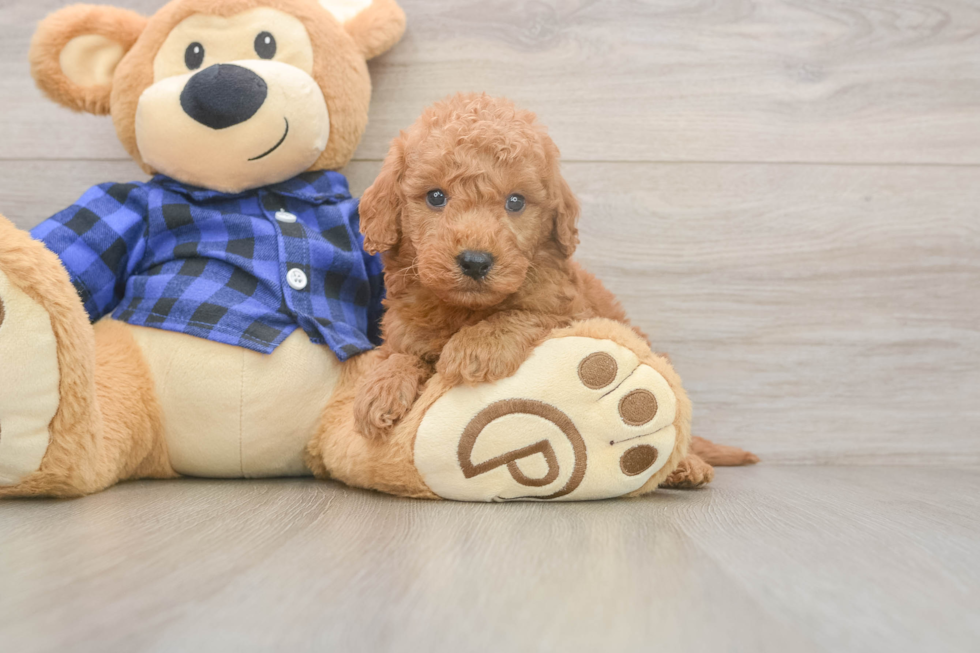 Little Mini Goldenpoo Poodle Mix Puppy