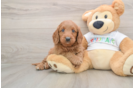 Best Mini Goldendoodle Baby