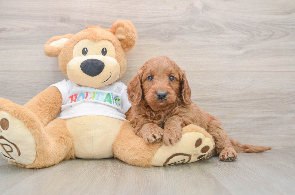5 week old Mini Goldendoodle Puppy For Sale - Florida Fur Babies
