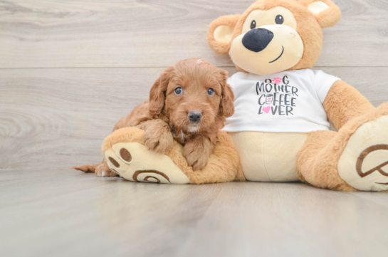 Playful Mini Groodle Poodle Mix Puppy