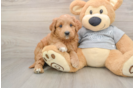 Mini Goldendoodle Puppy for Adoption