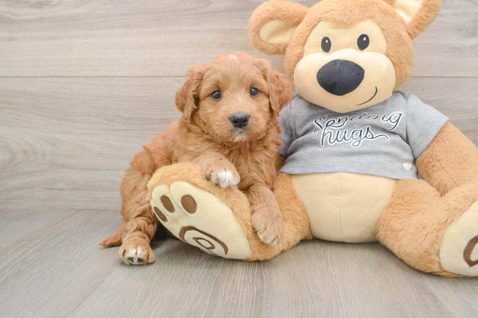 Mini Goldendoodle Puppy for Adoption