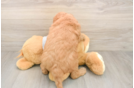 Funny Mini Goldendoodle Poodle Mix Pup