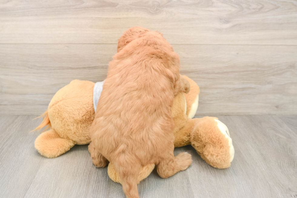 Funny Mini Goldendoodle Poodle Mix Pup