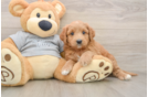 Funny Mini Goldendoodle Poodle Mix Pup