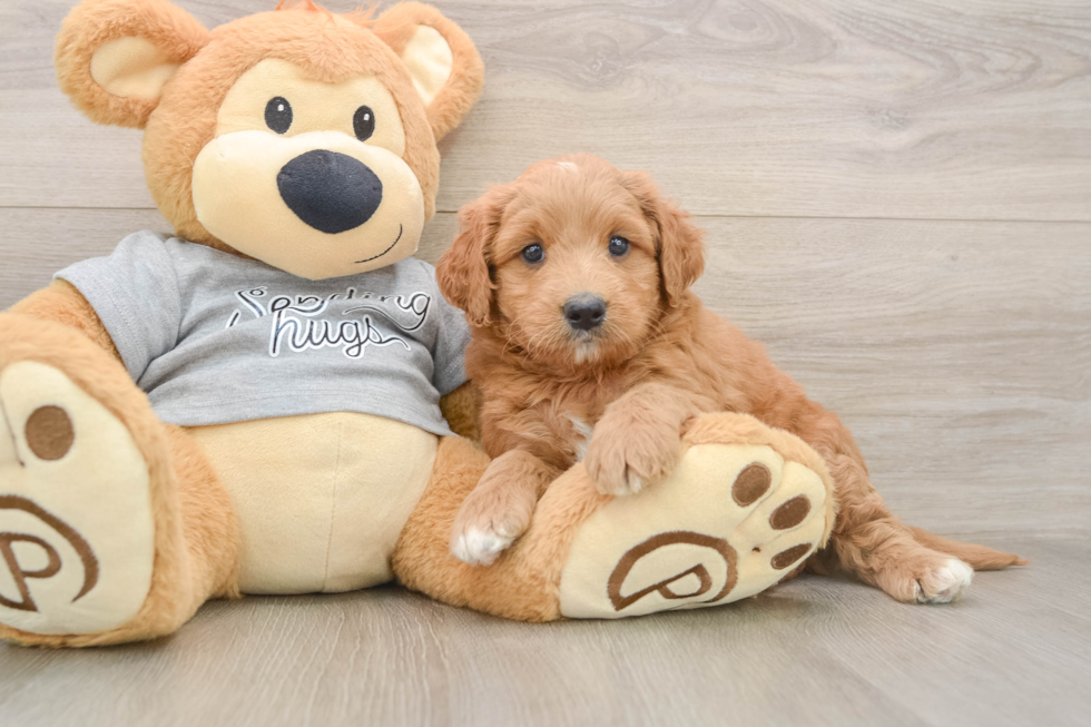 Funny Mini Goldendoodle Poodle Mix Pup