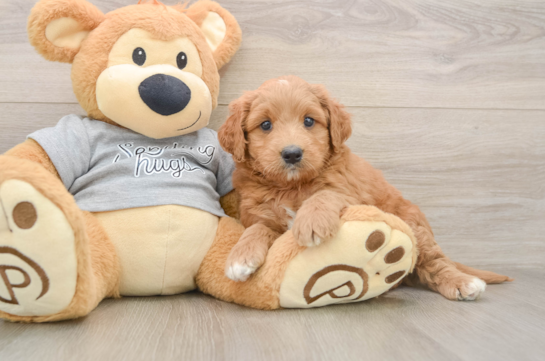 Funny Mini Goldendoodle Poodle Mix Pup