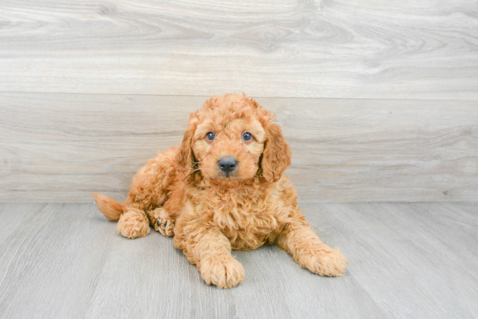 golden retriever poodle mix puppy