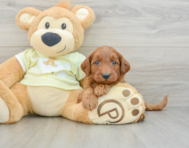 8 week old Mini Goldendoodle Puppy For Sale - Florida Fur Babies