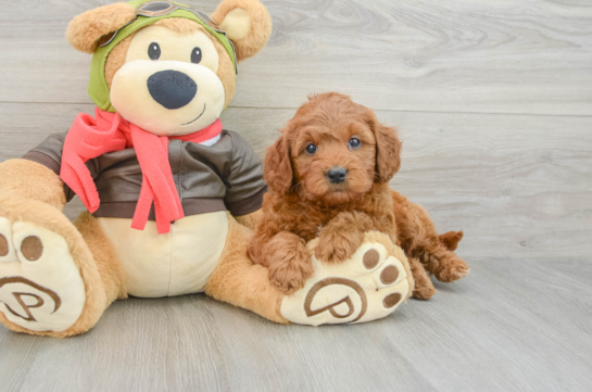 Sweet Mini Goldendoodle Baby