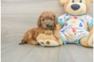 Mini Goldendoodle Puppy for Adoption