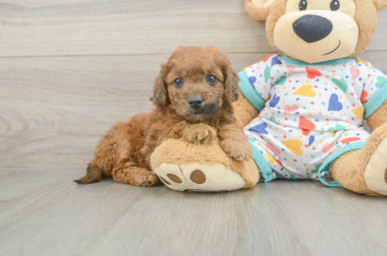 Mini Goldendoodle Puppy for Adoption