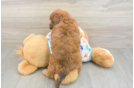 Cute Mini Goldendoodle Baby