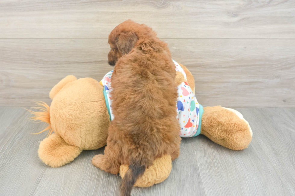 Cute Mini Goldendoodle Baby