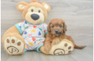 Mini Goldendoodle Puppy for Adoption