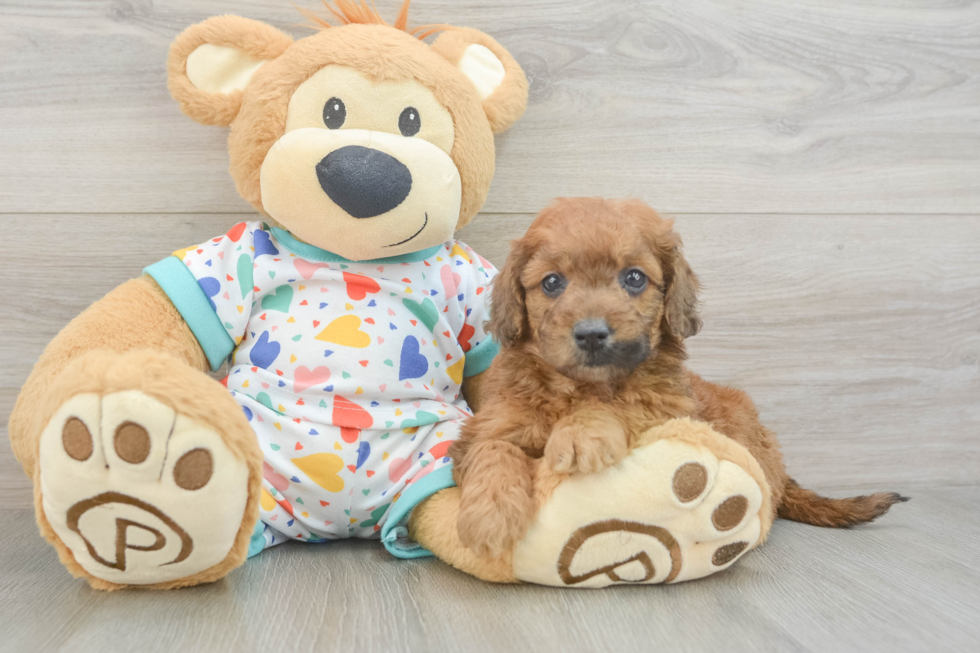 Mini Goldendoodle Puppy for Adoption