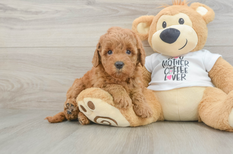 5 week old Mini Goldendoodle Puppy For Sale - Florida Fur Babies