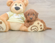 7 week old Mini Goldendoodle Puppy For Sale - Florida Fur Babies