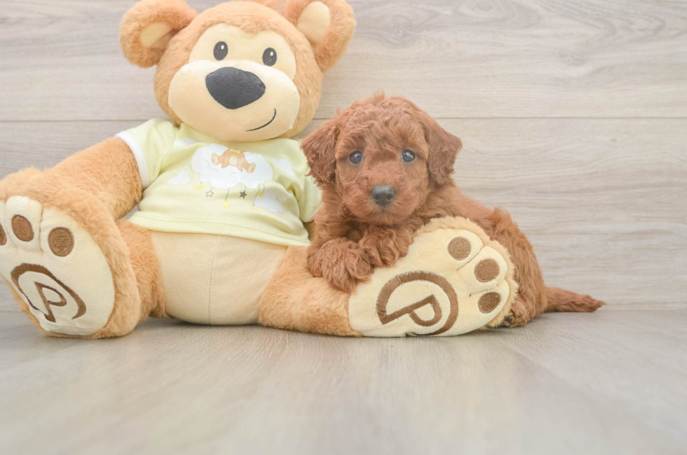 5 week old Mini Goldendoodle Puppy For Sale - Florida Fur Babies