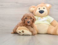 8 week old Mini Goldendoodle Puppy For Sale - Florida Fur Babies