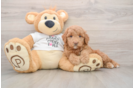 Cute Mini Goldendoodle Baby
