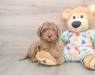 7 week old Mini Goldendoodle Puppy For Sale - Florida Fur Babies