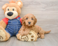 6 week old Mini Goldendoodle Puppy For Sale - Florida Fur Babies