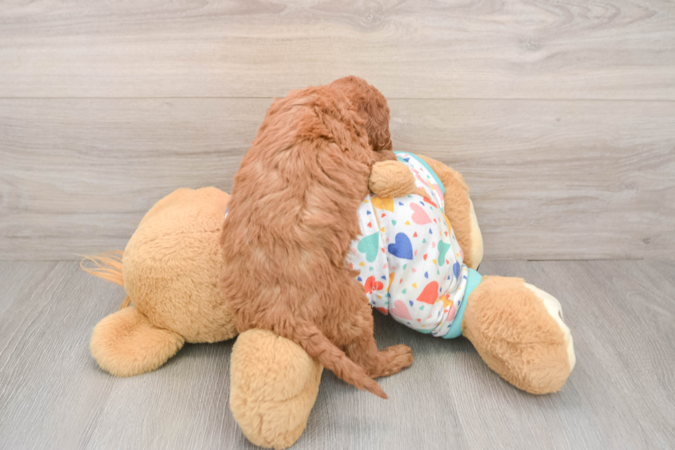 Petite Mini Goldendoodle Poodle Mix Pup