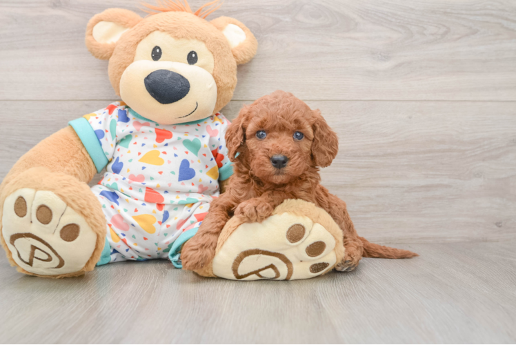 Best Mini Goldendoodle Baby