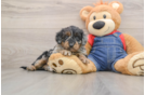 Popular Mini Goldendoodle Poodle Mix Pup