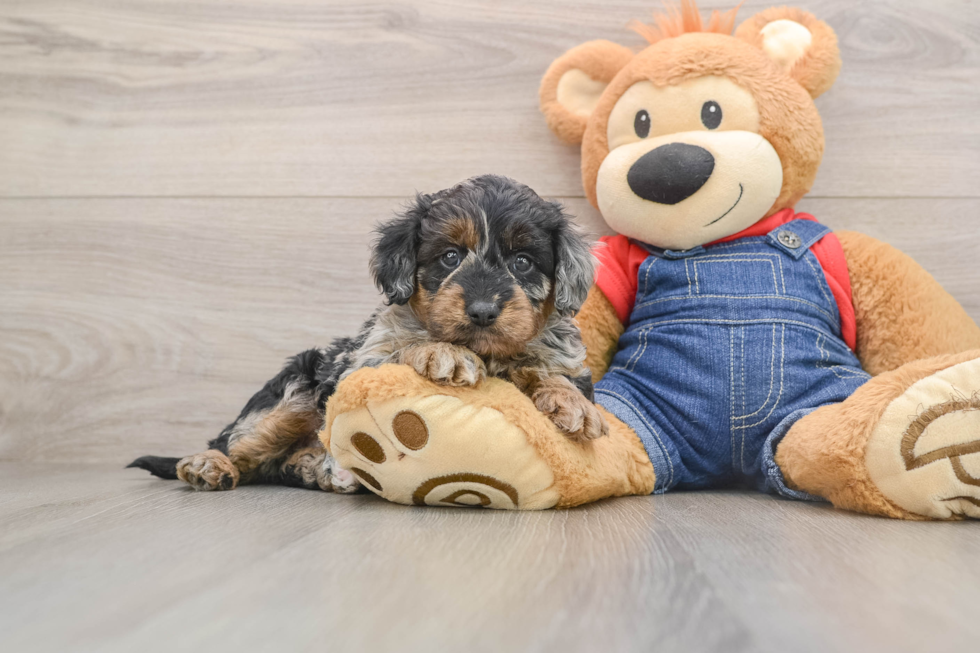 Popular Mini Goldendoodle Poodle Mix Pup